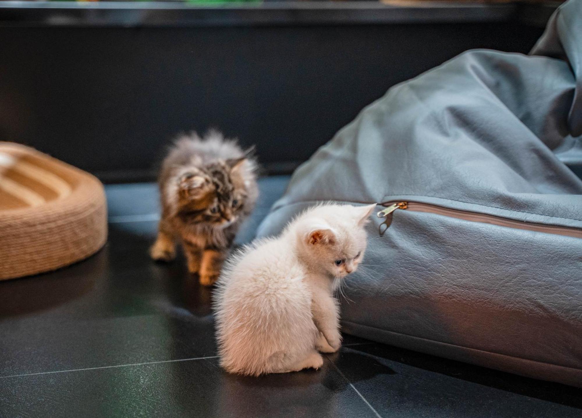 Hesu Designer Hotel & Suites -Near Xi'An Drum Tower And Yongning Gate -Free Laundry Luggage Storage -Kitty Cafe With Freshly Ground Coffee -24H Front Desk -English Service Exterior photo
